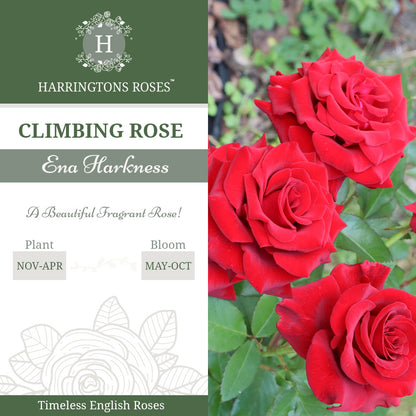 'Ena Harkness' Rose