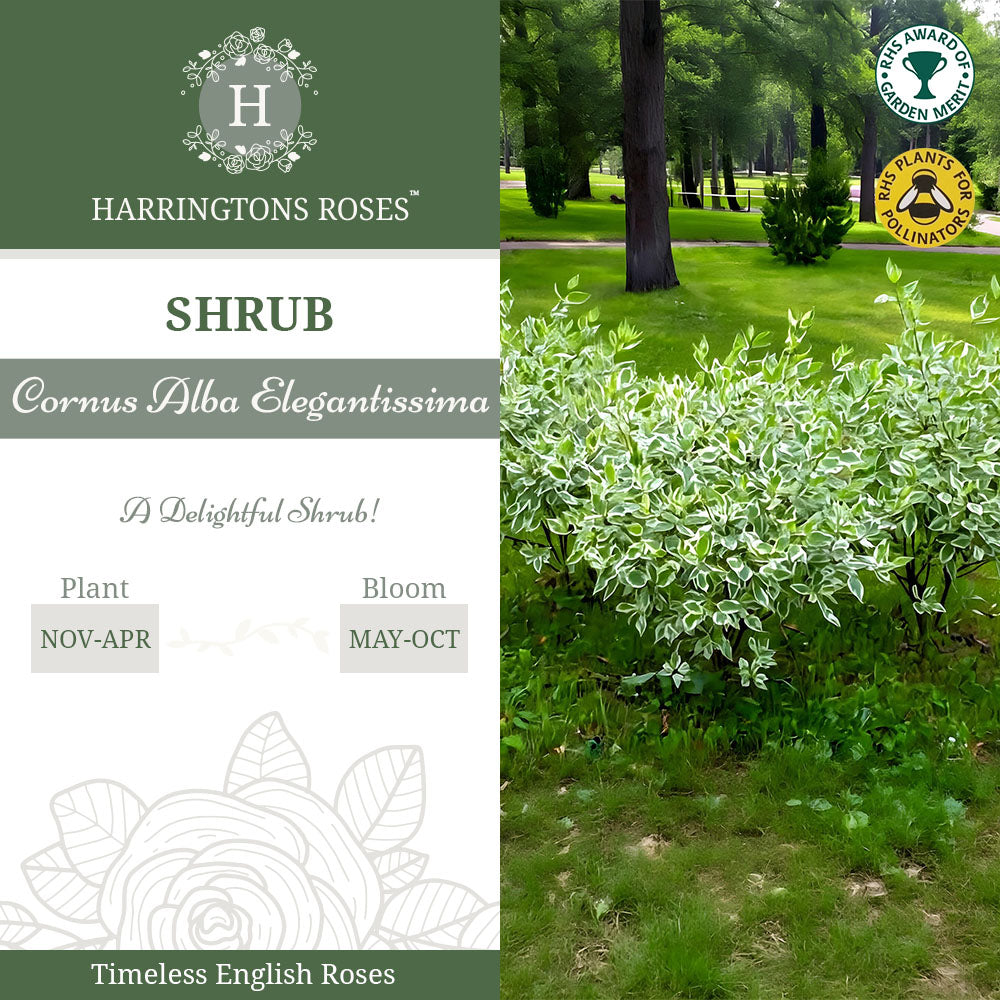 Cornus Alba Elegantissima