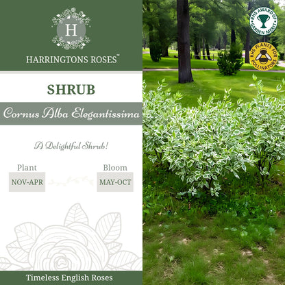 Cornus Alba Elegantissima