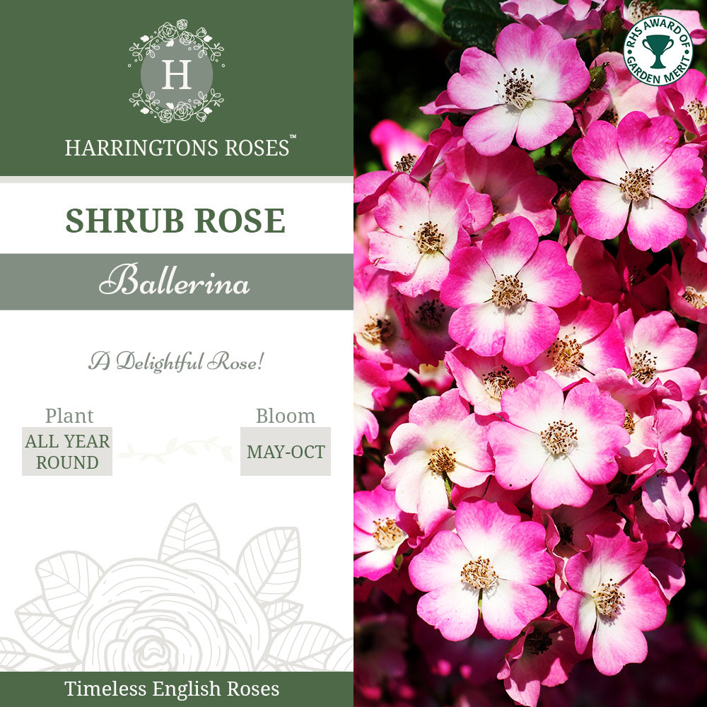 Rosa Ballerina