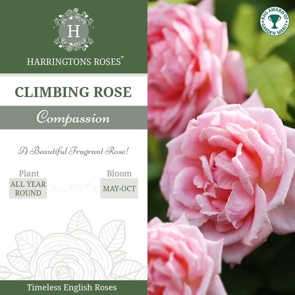 Compassion Rose