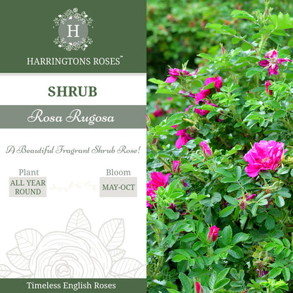 Rosa Rugosa Deep Pink