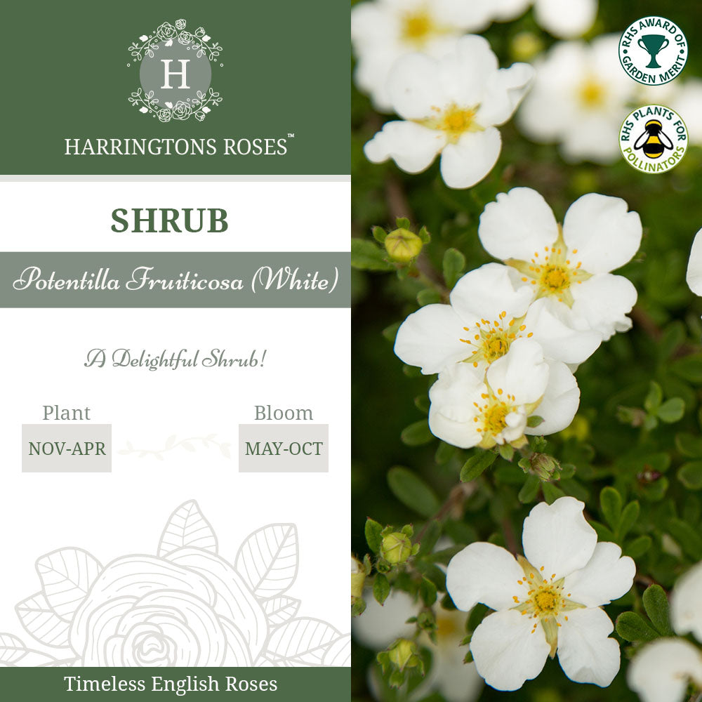 Potentilla Abbotswood Rose