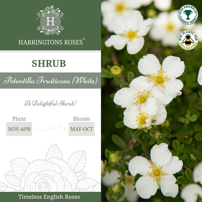 Potentilla Abbotswood Rose