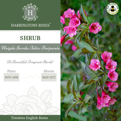 Rosa 'Weigela florida Foliis Purpureis'