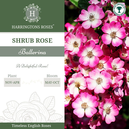 Rosa Ballerina