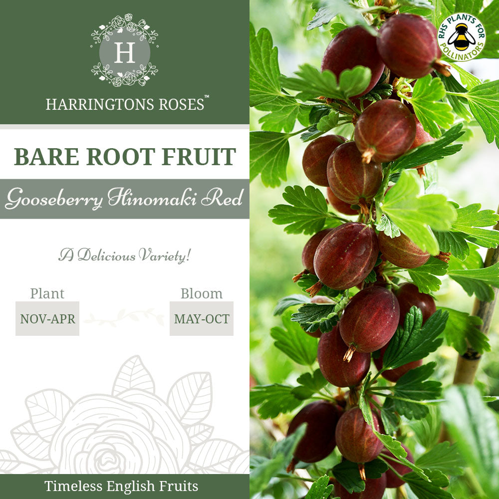 Gooseberry Hinomaki Red