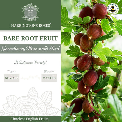 Gooseberry Hinomaki Red