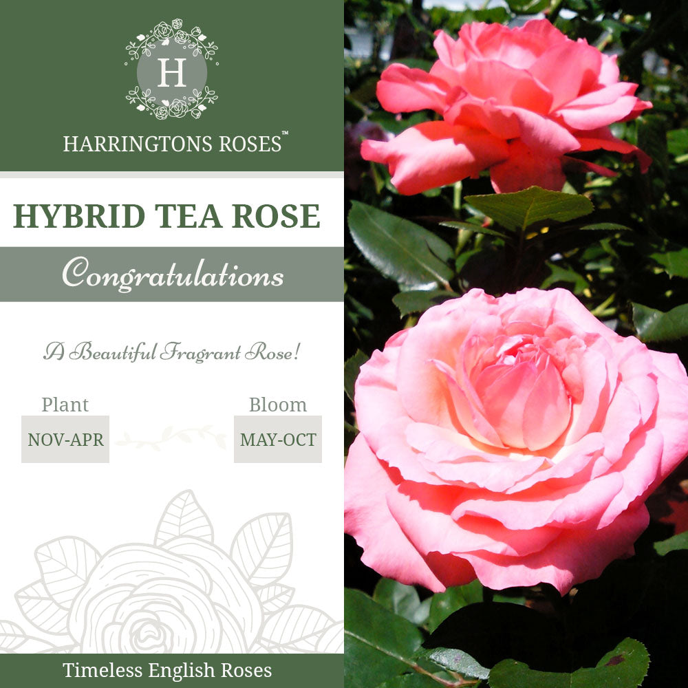 Rosa Congratulations