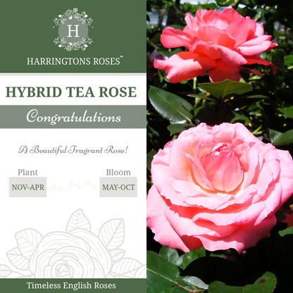 Rosa Congratulations