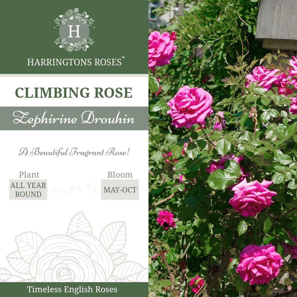 Rosa ‘Zephirine Drouhin’
