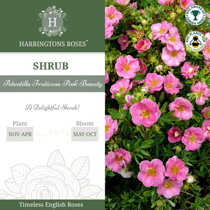 Rosa Potentilla Fruticosa Pink Beauty