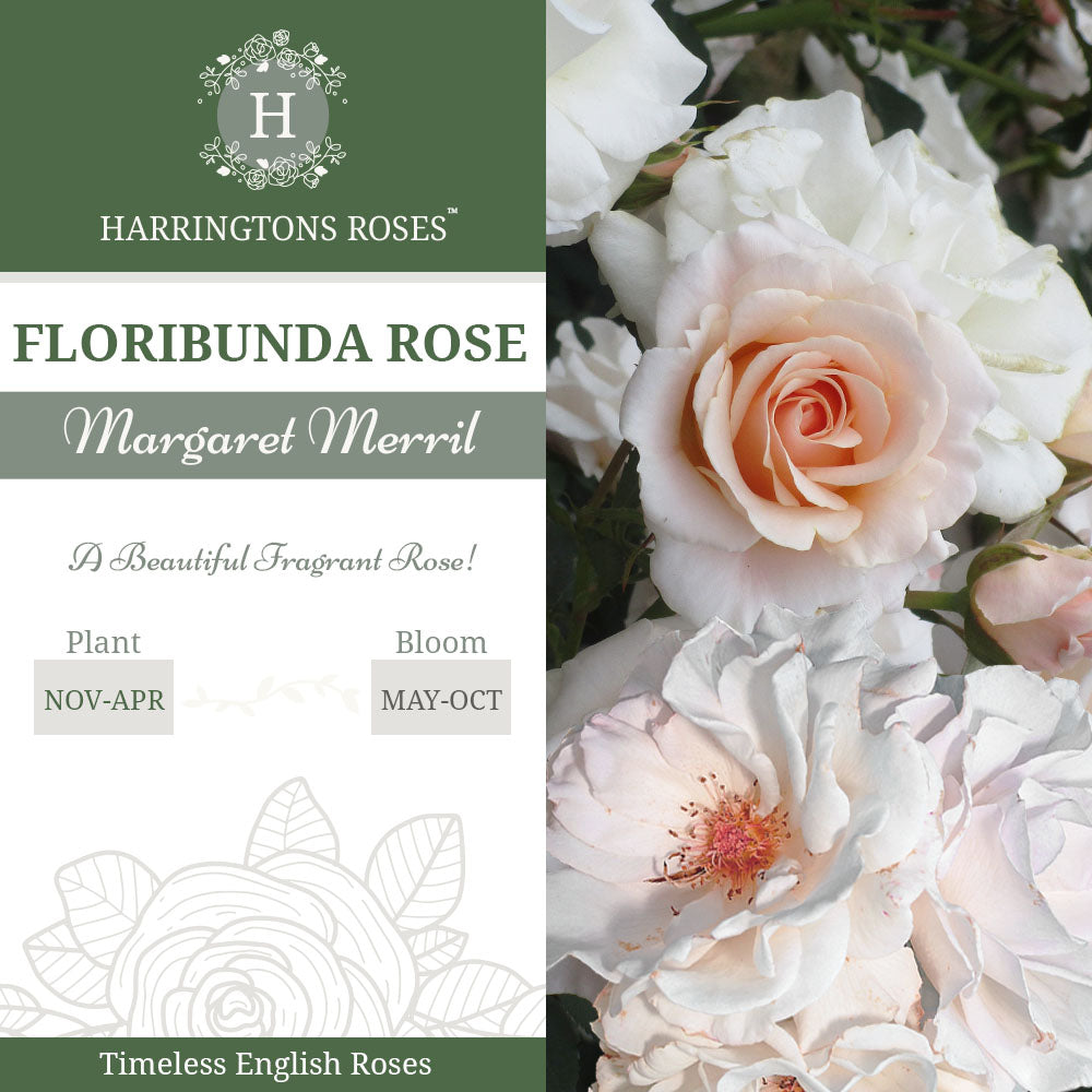 Rosa 'Margaret Merril'