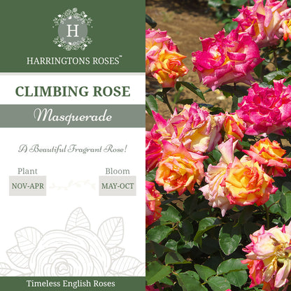 'Masquerade' Rose