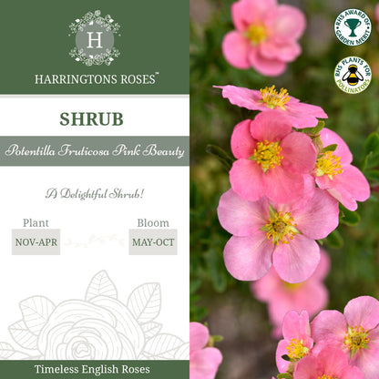 Rosa Potentilla Fruticosa Pink Beauty