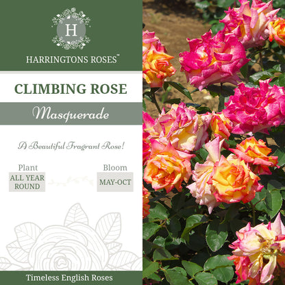 'Masquerade' Rose