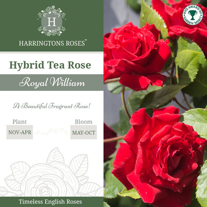 Rosa Royal William