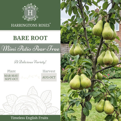 Patio Pear Tree