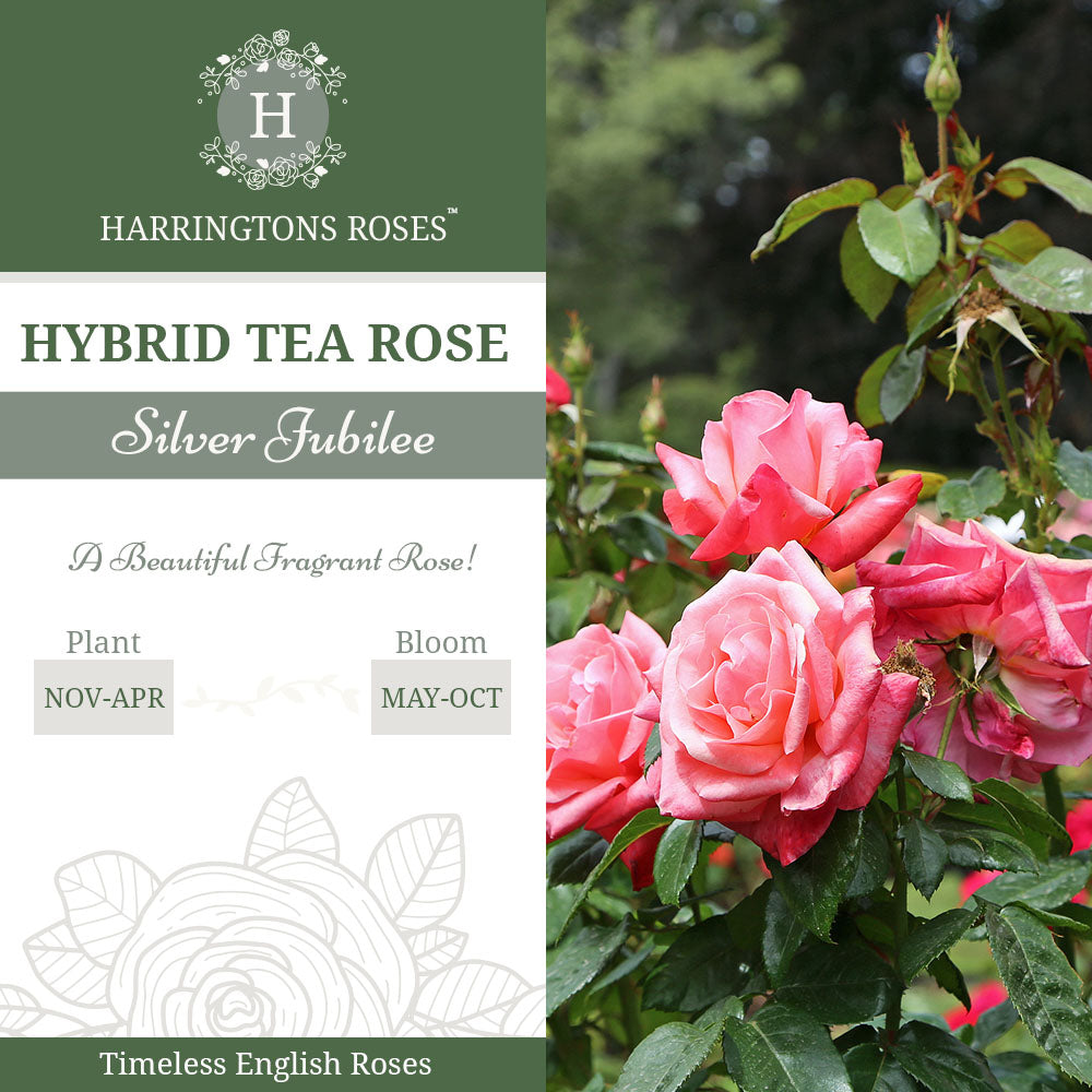 Rosa Silver Jubilee