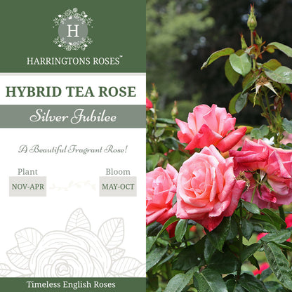 Rosa Silver Jubilee