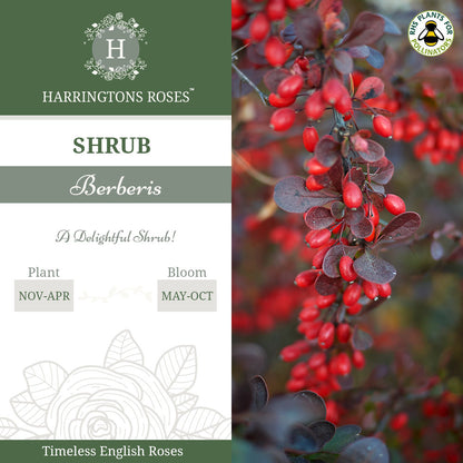 Rosa Berberis