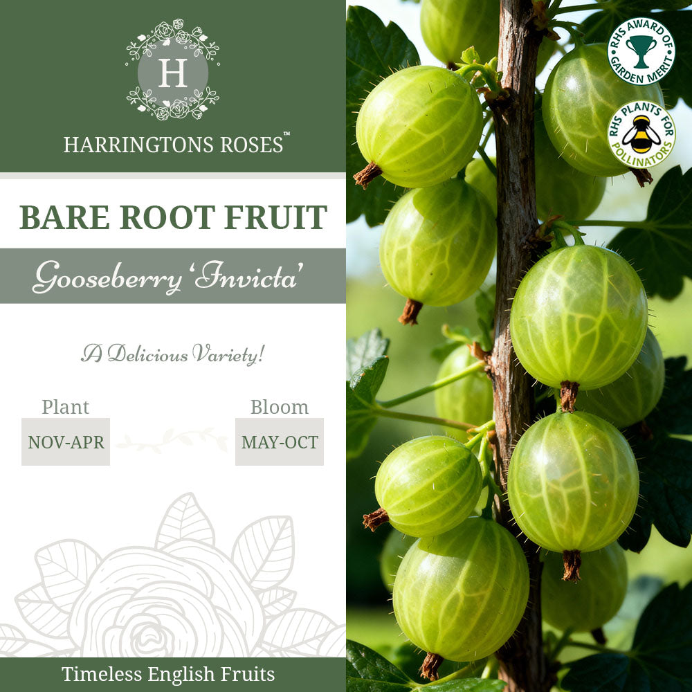 Gooseberry ‘Invicta’