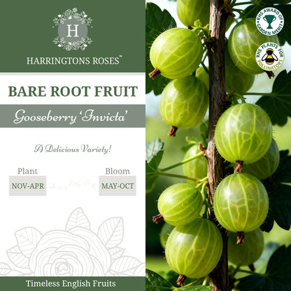 Gooseberry ‘Invicta’