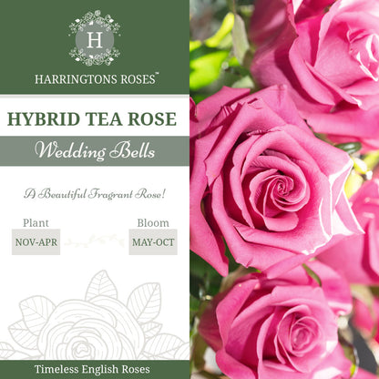 Rosa Wedding Bells