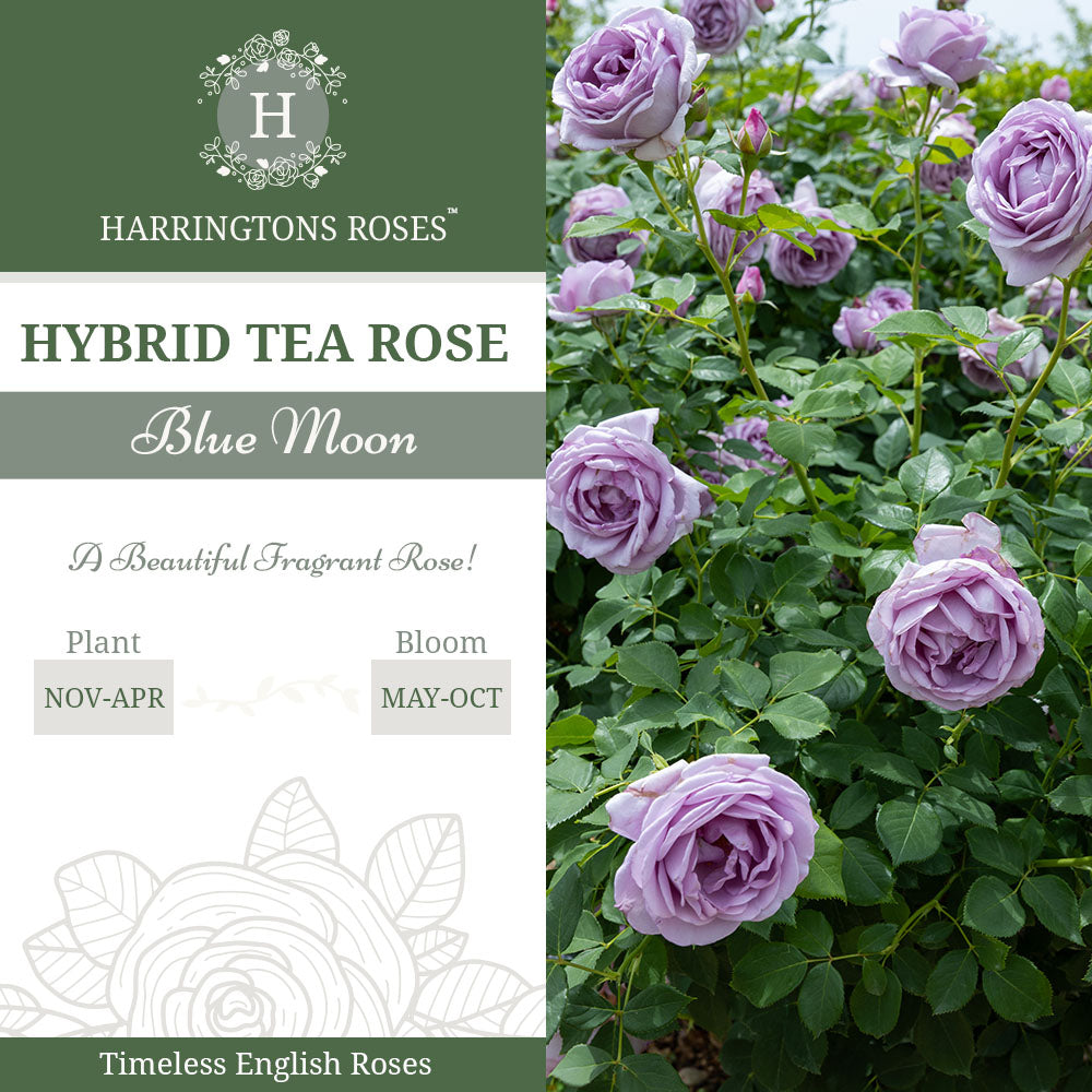 Rosa Blue Moon
