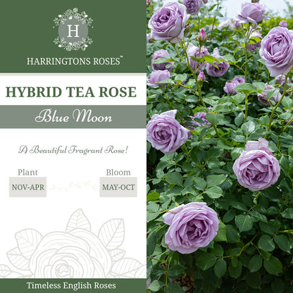 Rosa Blue Moon