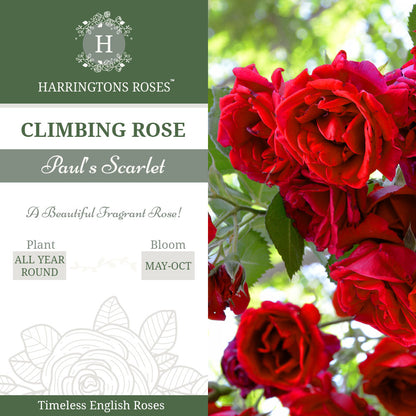 Rosa Paul’s Scarlet