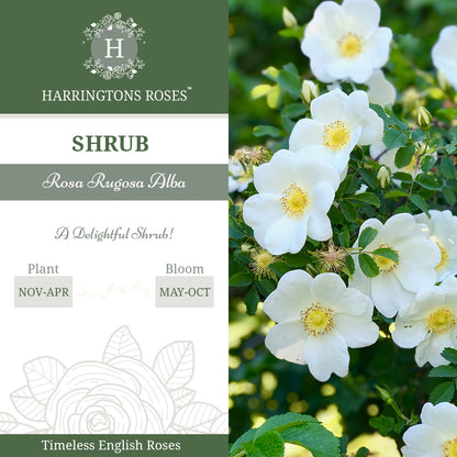 Rosa Rugosa Alba