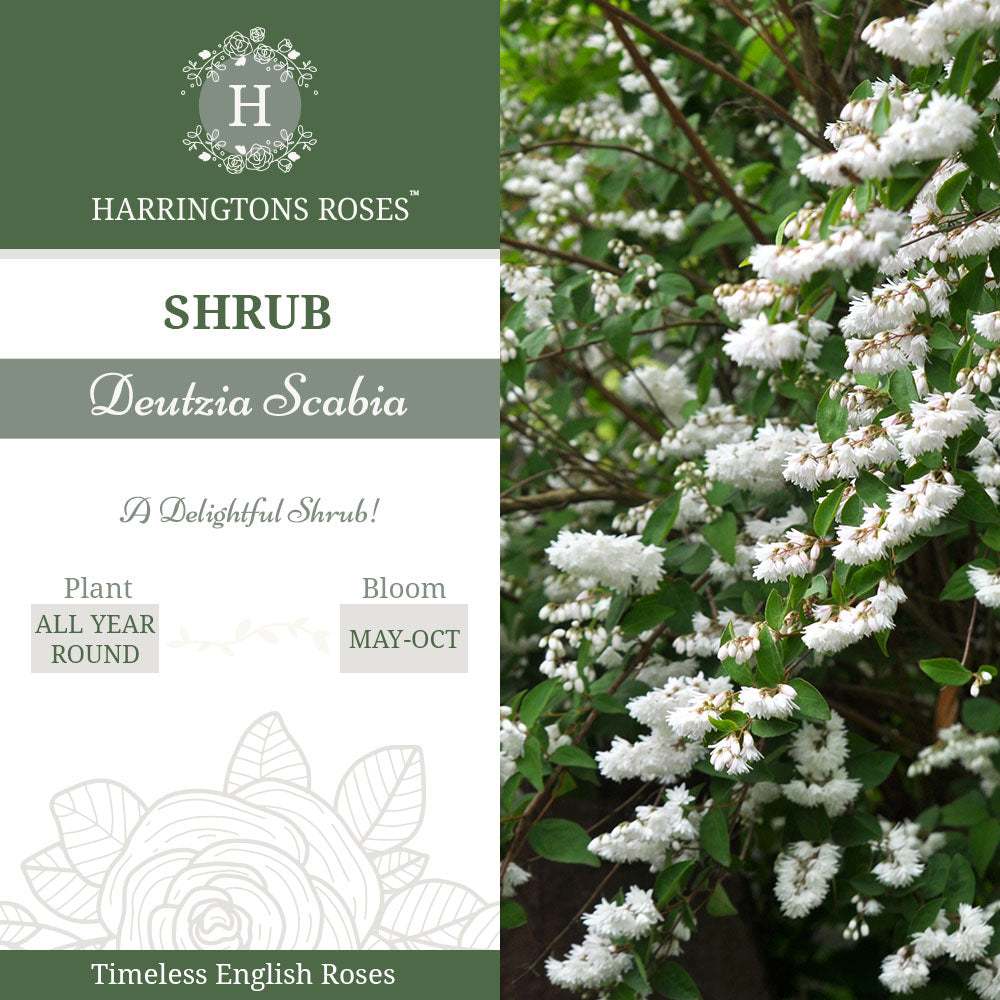 Rosa Deutzia Scabia