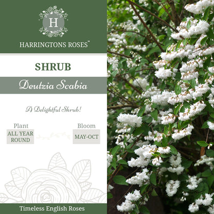 Rosa Deutzia Scabia