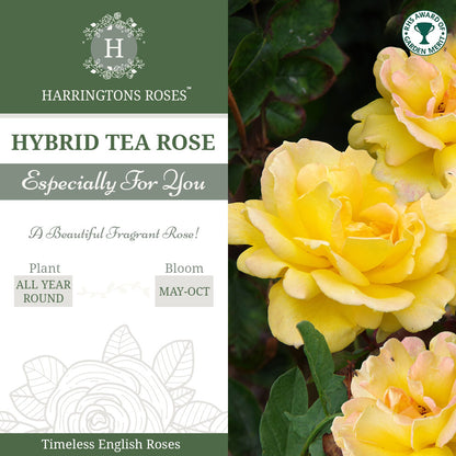 Rosa 'Especially for You'