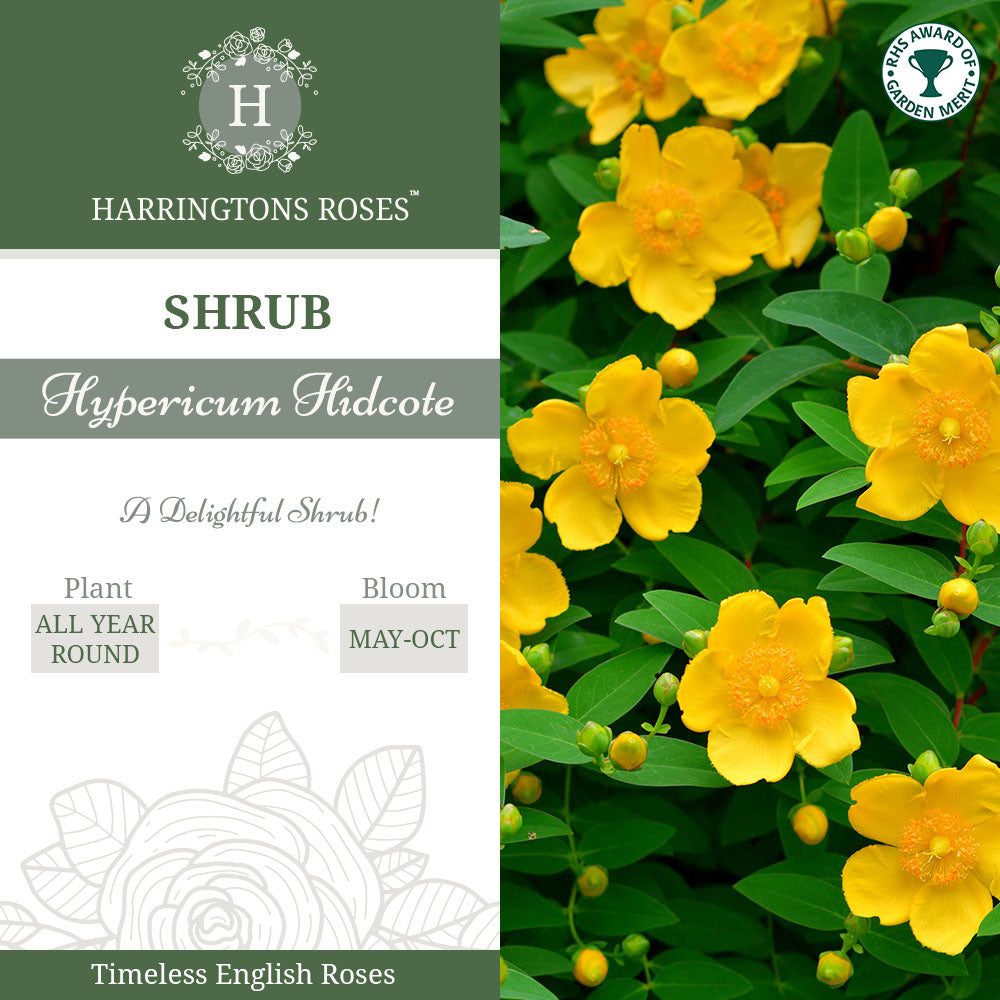 Rosa Hypericum Hidcote