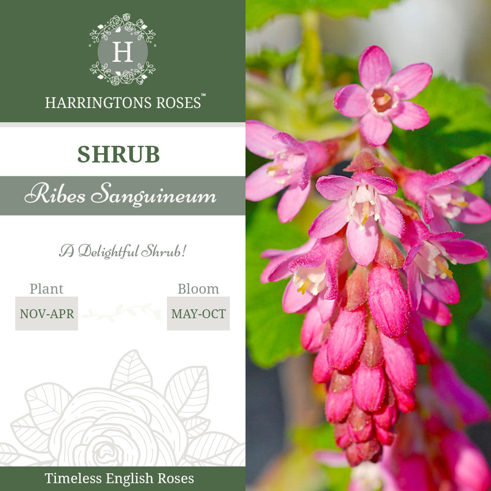 Ribes Sanguineum