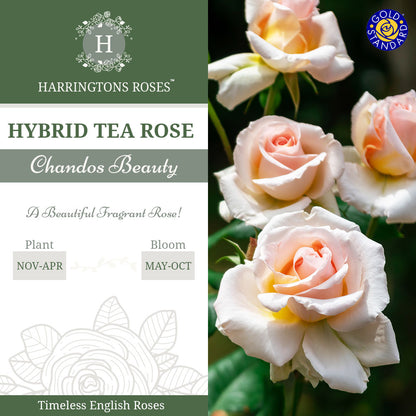 Rosa Chandos Beauty