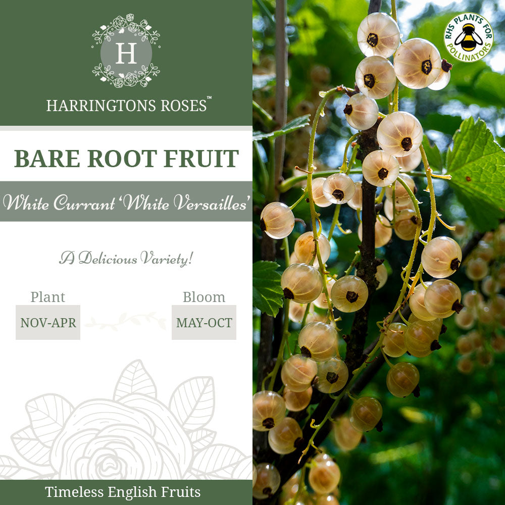 White Currant ‘White Versailles'