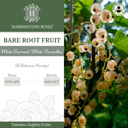 White Currant ‘White Versailles'