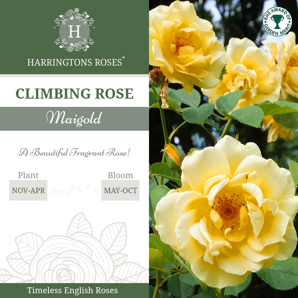Maigold Rose