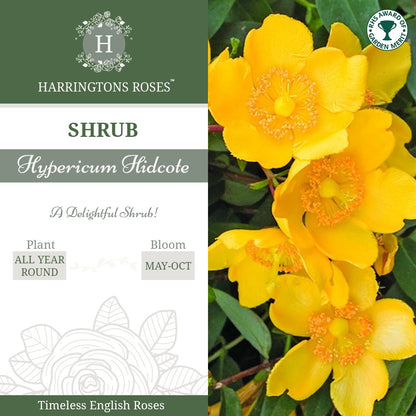 Rosa Hypericum Hidcote