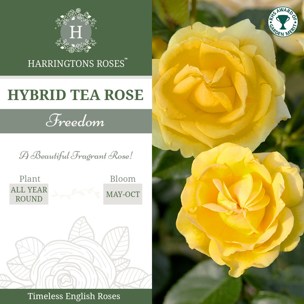 Rosa Freedom