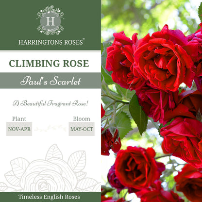 Rosa Paul’s Scarlet