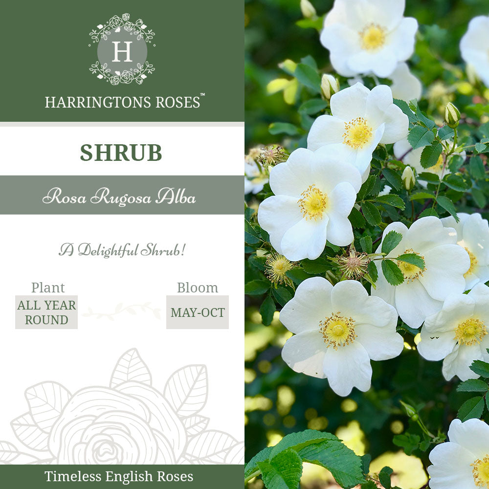 Rosa Rugosa Alba
