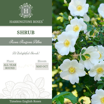 Rosa Rugosa Alba
