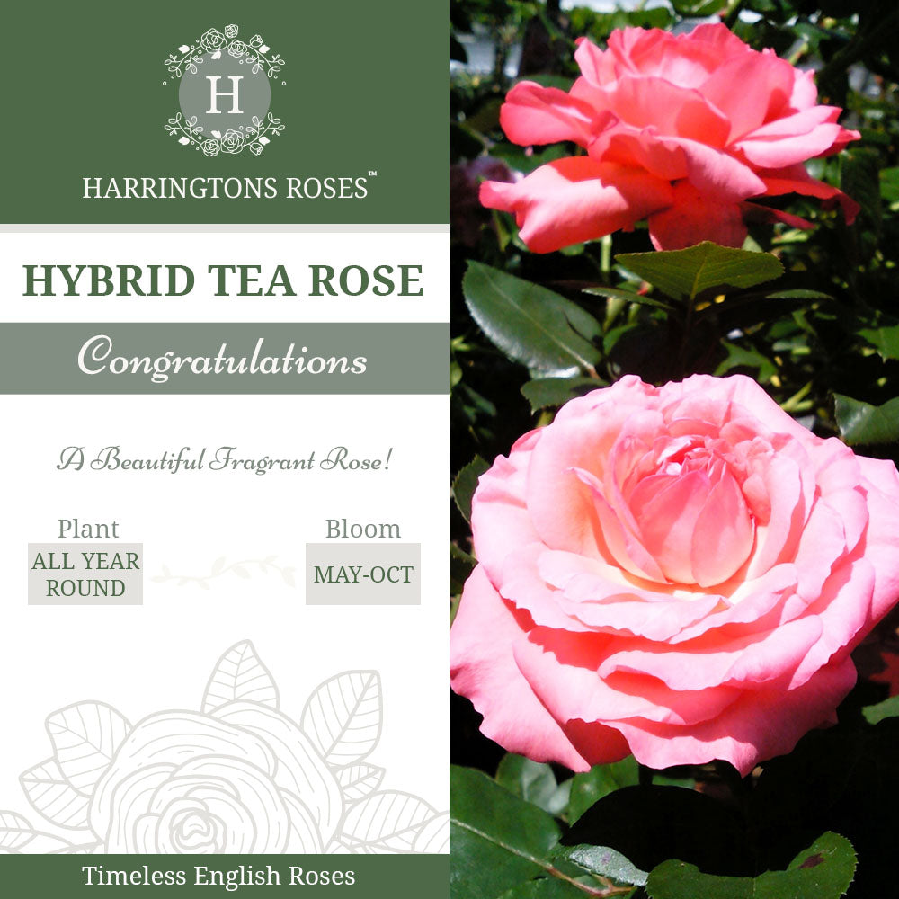 Rosa Congratulations