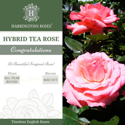 Rosa Congratulations