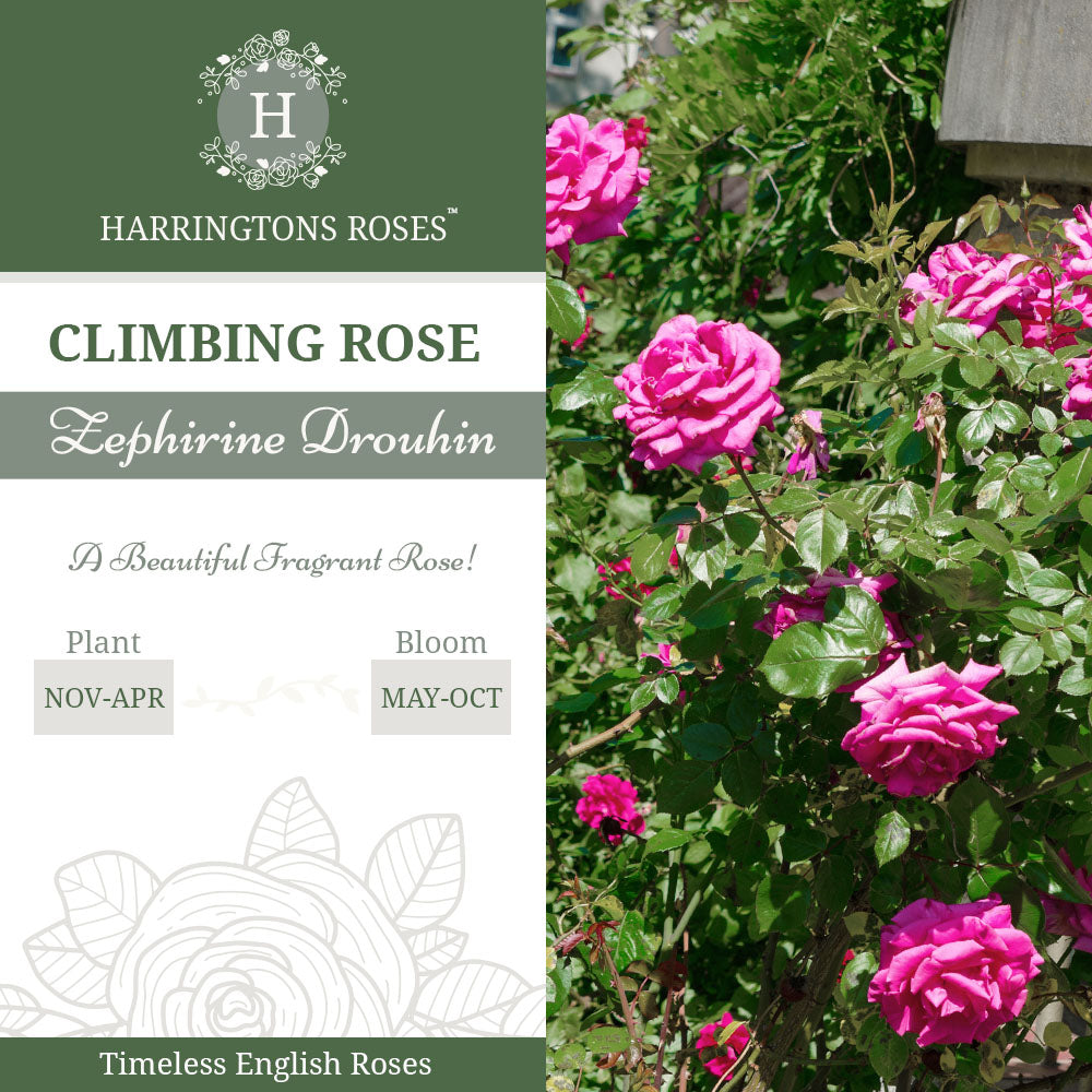 Rosa ‘Zephirine Drouhin’