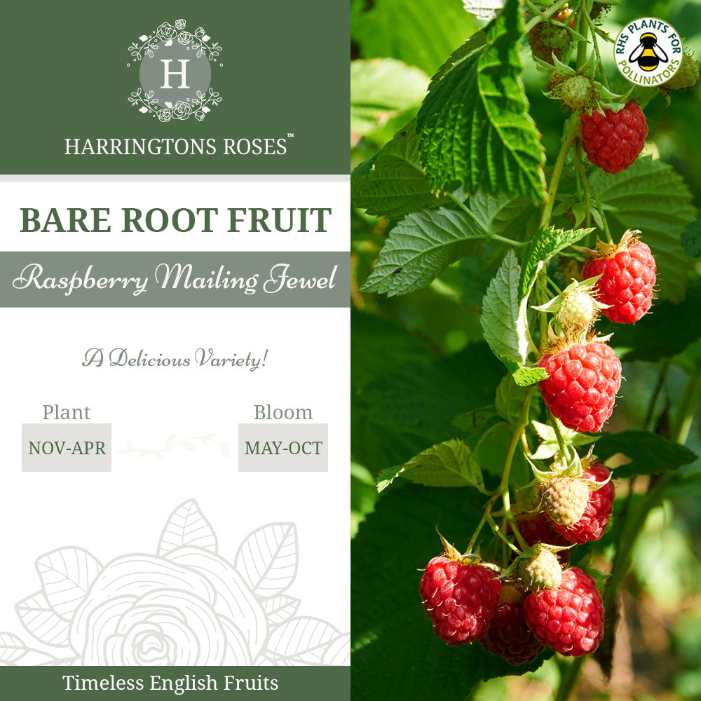 Raspberry Mailing Jewel